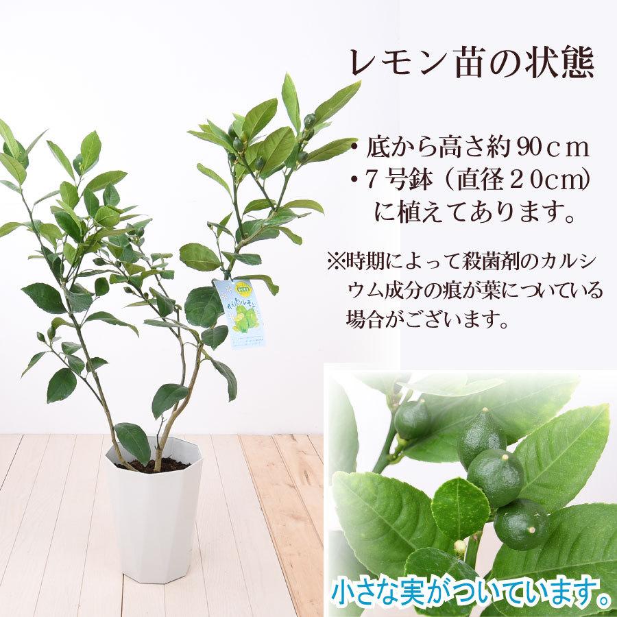 吉本花城園 レモンの木 品種 サイパンレモン レモン 苗木 庭木 植木