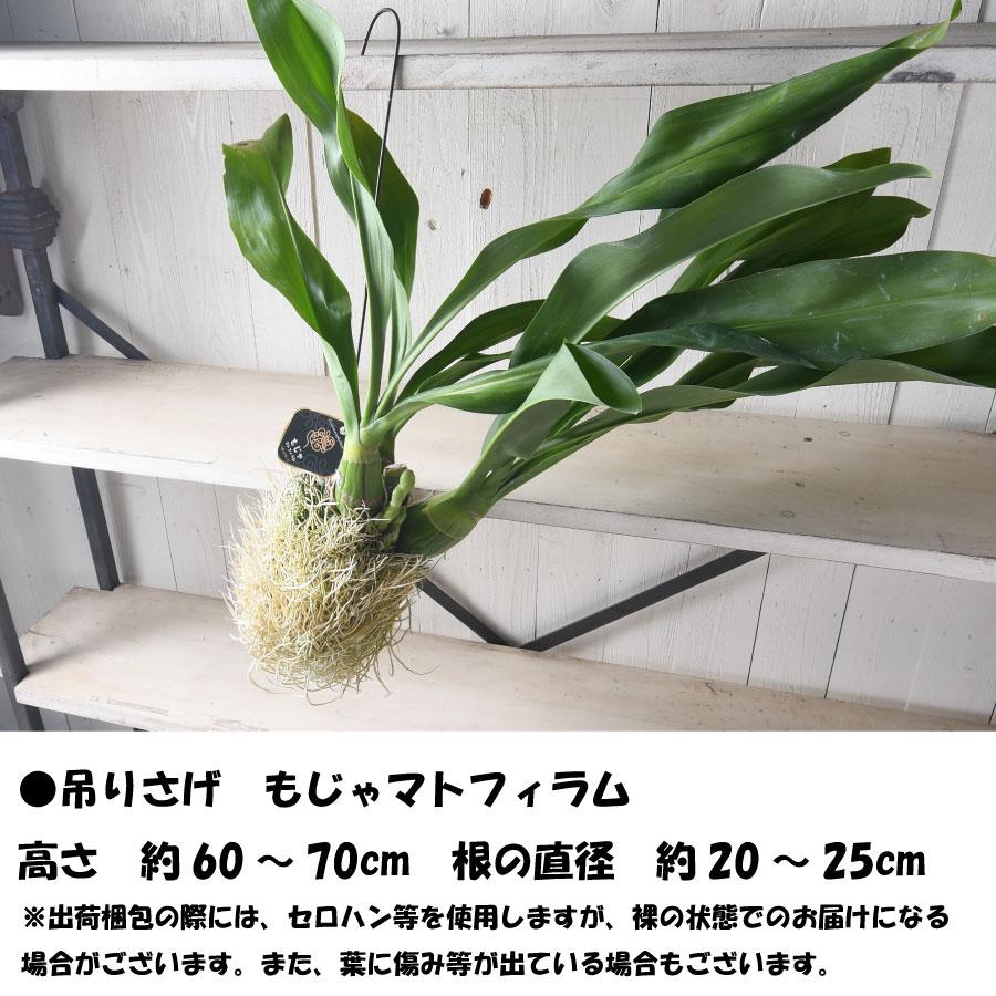 吉本花城園 爆買 森尾花園さん もじゃマトフィラム 花芽付き 吊り下げ