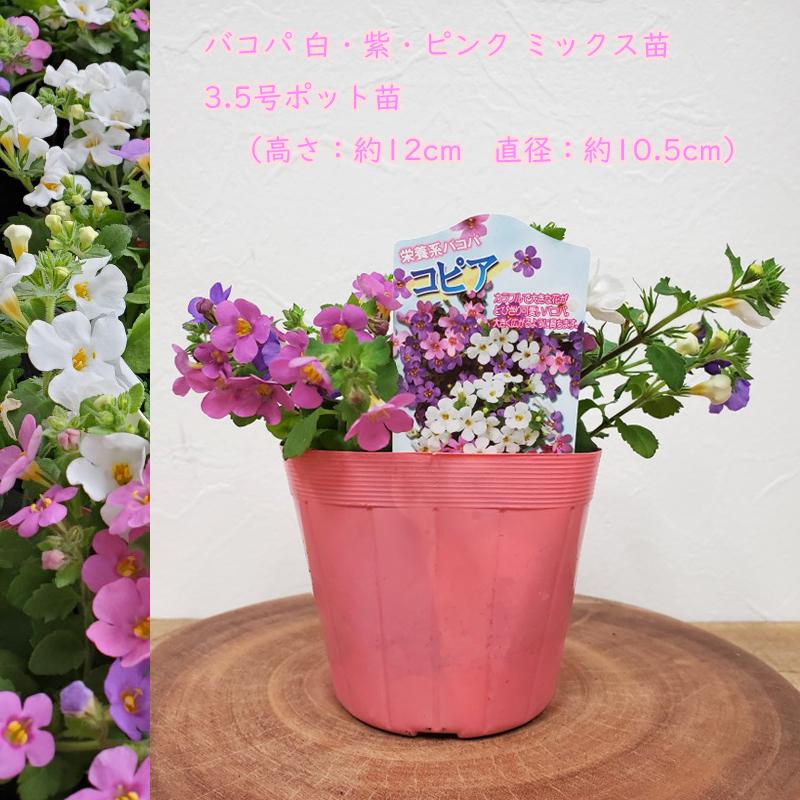 吉本花城園 カラフルミックス バコパ苗 3.5号ポット 1ポットで 白 紫