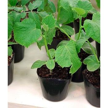 野菜苗 キュウリ苗 3号ポット 接木苗 なるなる きゅうり苗 ご予約品４月中旬以降お届け Nae Haruyasai Kyuuri T 15 Fleurtown吉本花城園 通販 Yahoo ショッピング