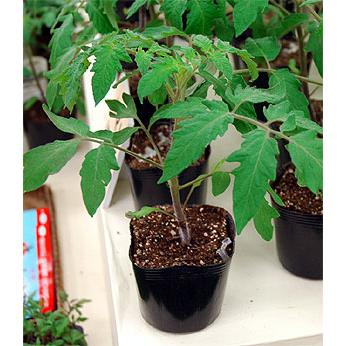 野菜苗 トマト苗 3号ポット 接木苗 イエローミミ ご予約品４月中旬以降お届け Nae Haruyasai Tomato T 03 Fleurtown吉本花城園 通販 Yahoo ショッピング