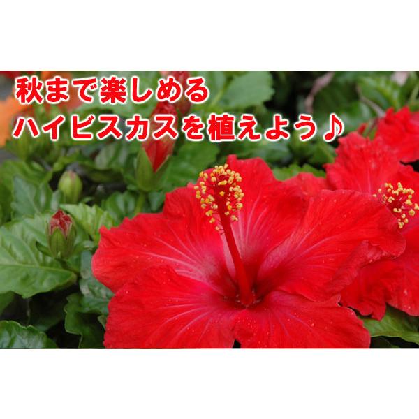 ハイビスカス 花 土 鉢コミコミセット 鉢 土 肥料 底石 薬剤モスピラン ハイビスカス2ダイヤモンドフロスト1その他花3 Nae Set4 Fleurtown吉本花城園 通販 Yahoo ショッピング