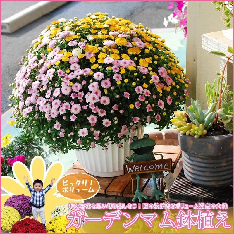 吉本花城園 【ご予約品】 ガーデンマム 大株 8号 これぞプロのワザ