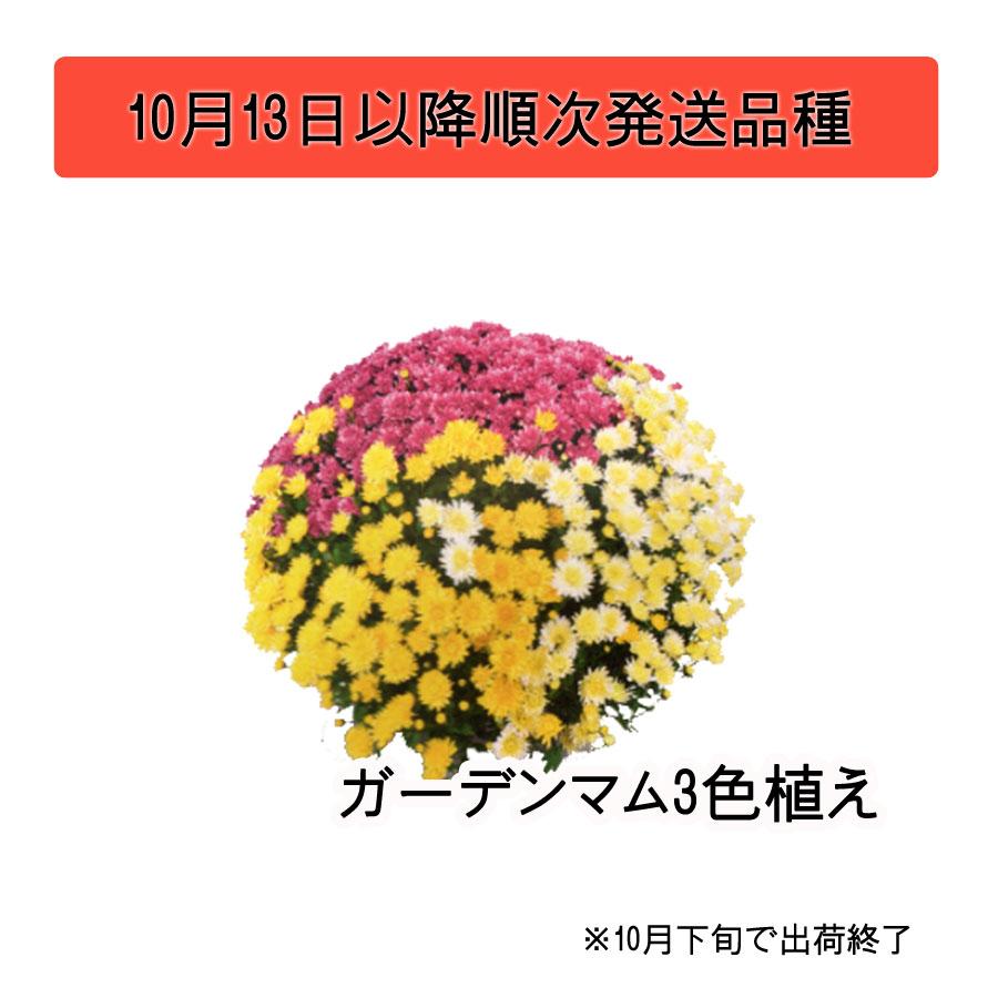 吉本花城園 【ご予約品】 ガーデンマム 大株 8号 これぞプロのワザ
