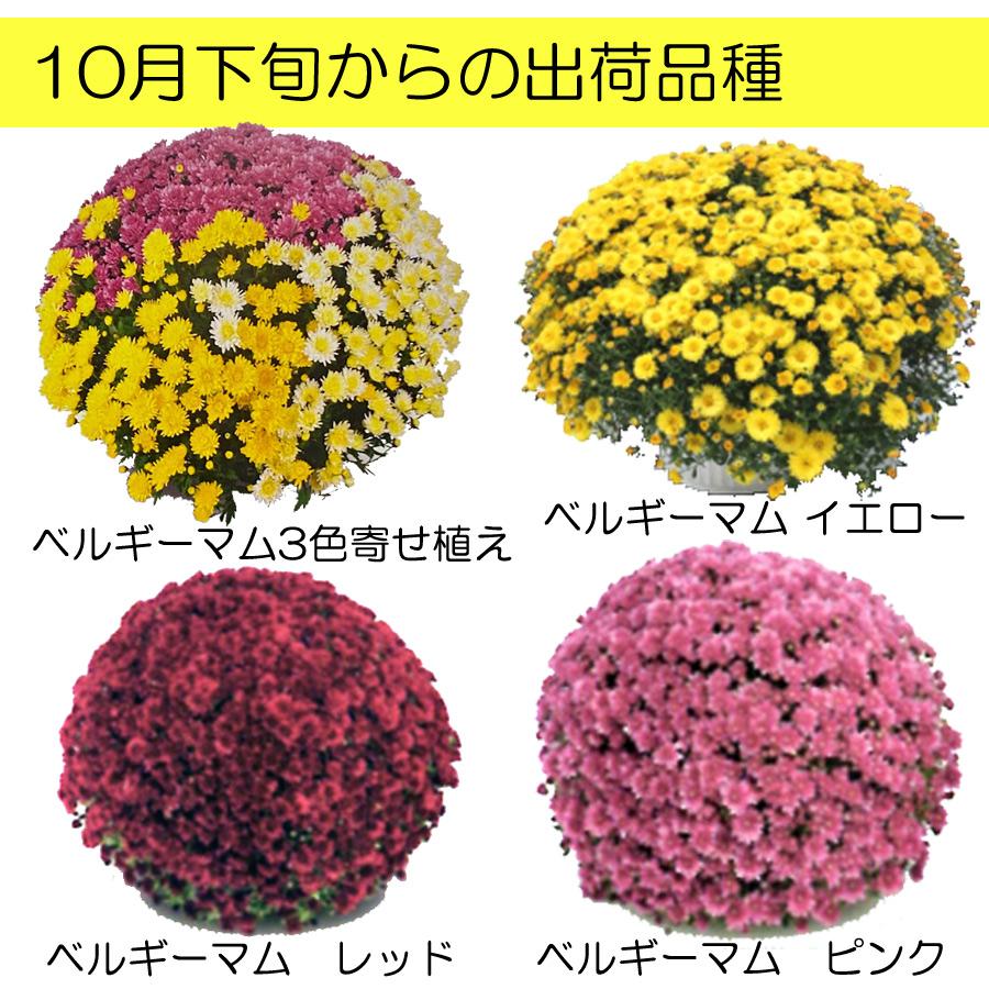 ご予約品 商品ページ記載の時期より順次発送 ガーデンマム 大株 これぞプロのワザ ビックリ ガーデンマム 8号鉢 Nae0044 Fleurtown吉本花城園 通販 Yahoo ショッピング