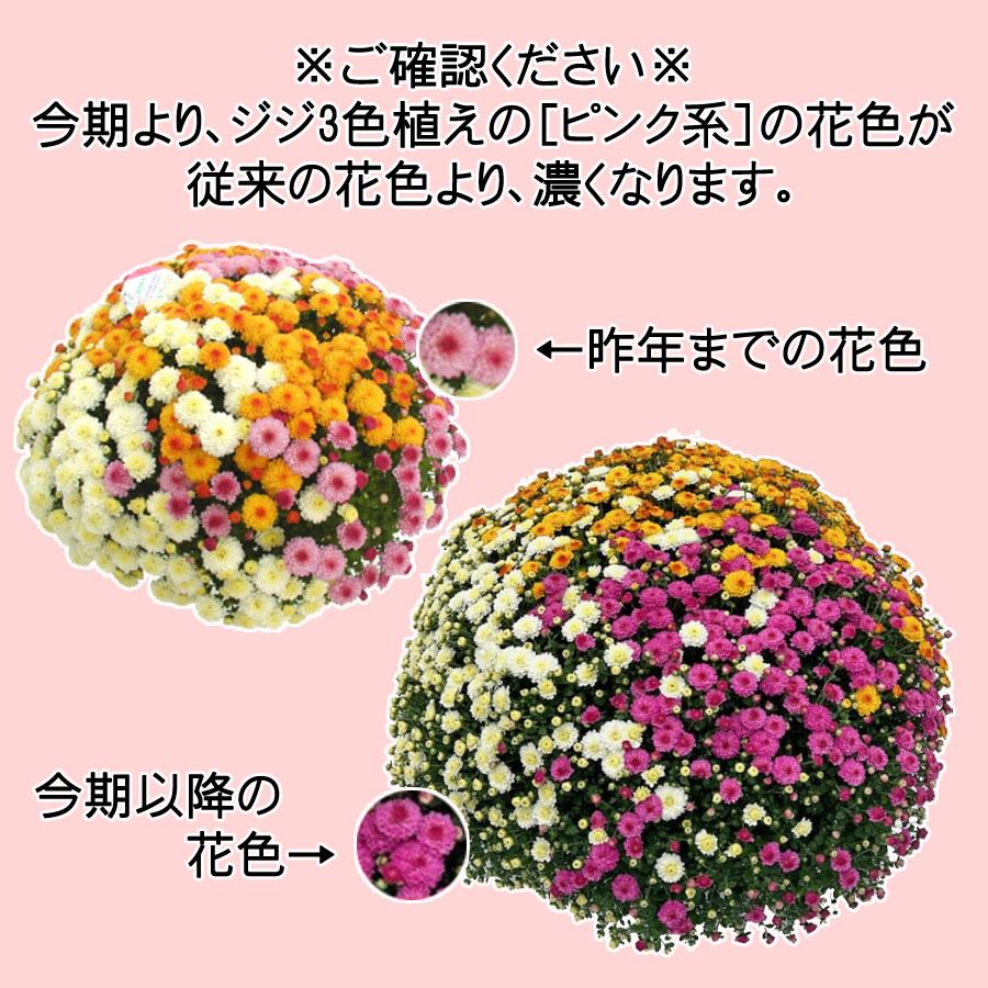 吉本花城園 【ご予約品】 ガーデンマム 大株 8号 これぞプロのワザ
