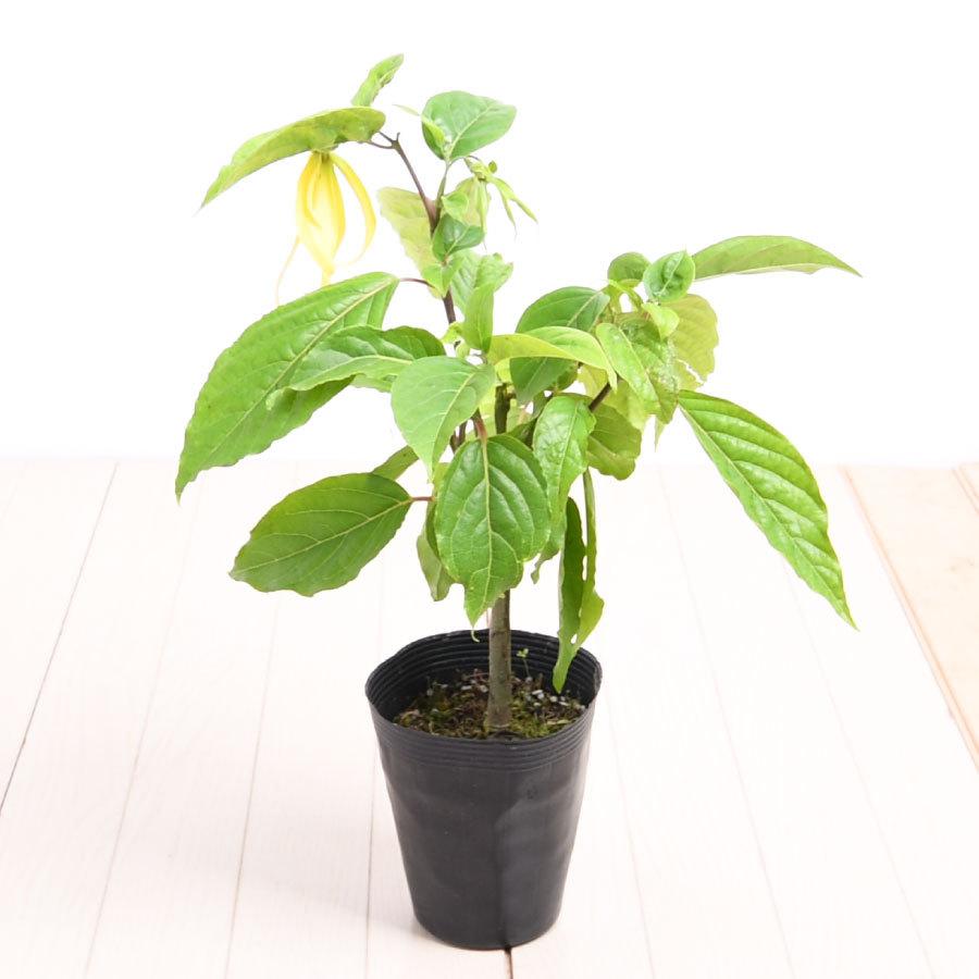 イランイランの木 4 5号 開花株 ポット 苗 Nae07 1 Fleurtown吉本花城園 通販 Yahoo ショッピング