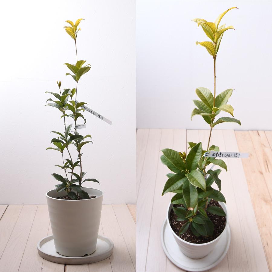 斑入りキンモクセイ希少品種／6号鉢 大苗 約75cm／トリカラーリーフ 常緑 吉本花城園 四季咲きモクセイ 苗木 7号 鉢植え 白花 キンモクセイ