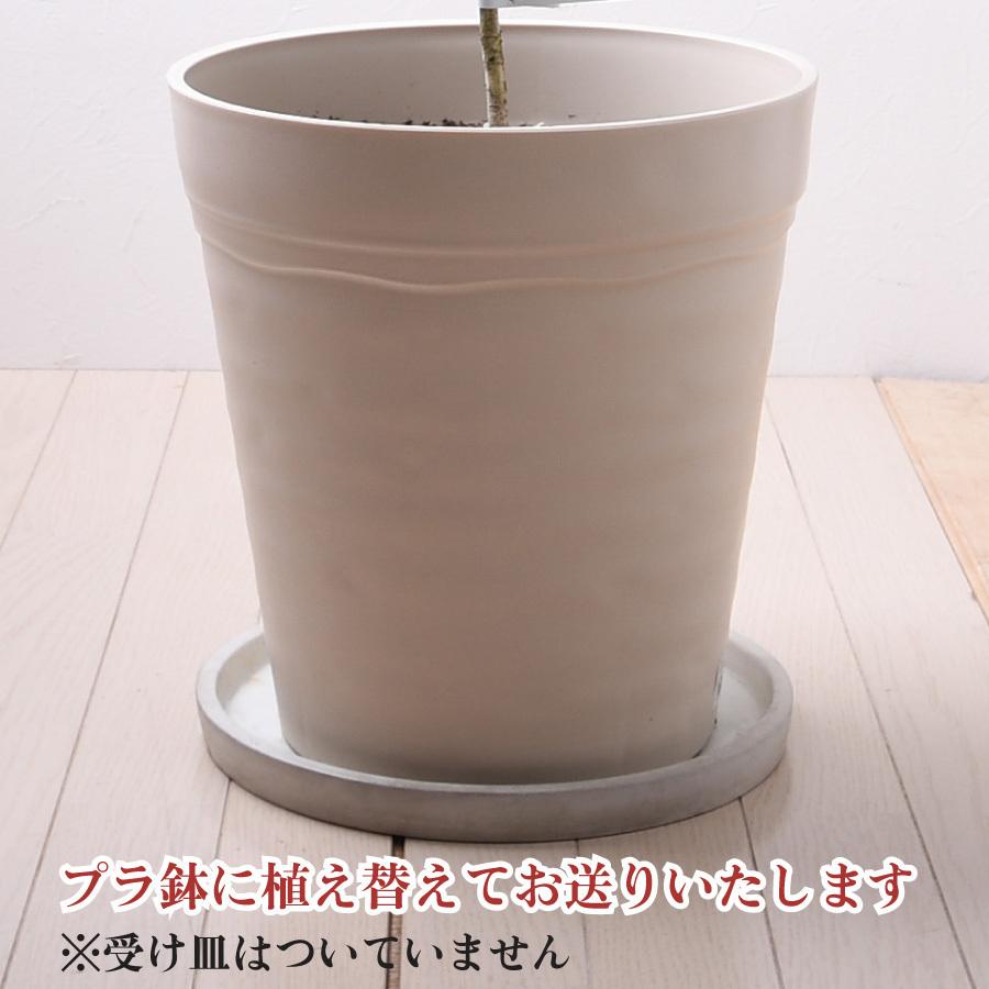 キンモクセイ 吉本花城園 四季咲きモクセイ 苗木 10号 鉢植え 白花 キンモクセイ