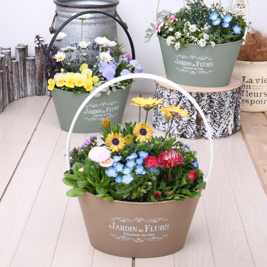 7月中旬から順次発送 季節のおまかせ寄せ植え 玄関 店舗前の花飾りに プレゼントやギフトにもおすすめ 鉢花 花苗 季節の寄せ植え 秋の寄せ植え | 吉本花城園 | 02