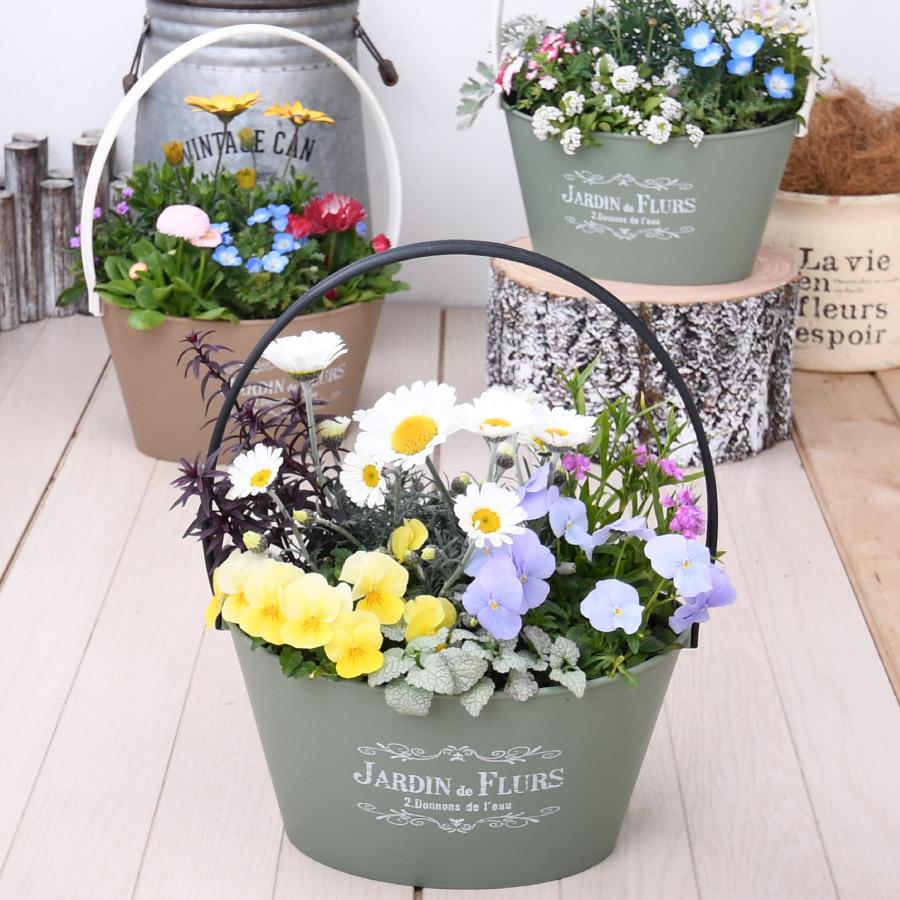 7月中旬から順次発送 季節のおまかせ寄せ植え 玄関 店舗前の花飾りに プレゼントやギフトにもおすすめ 鉢花 花苗 季節の寄せ植え 秋の寄せ植え | 吉本花城園 | 05