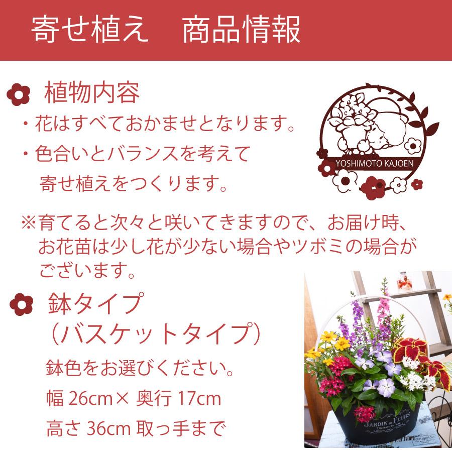7月中旬から順次発送 季節のおまかせ寄せ植え 玄関 店舗前の花飾りに プレゼントやギフトにもおすすめ 鉢花 花苗 季節の寄せ植え 秋の寄せ植え | 吉本花城園 | 06