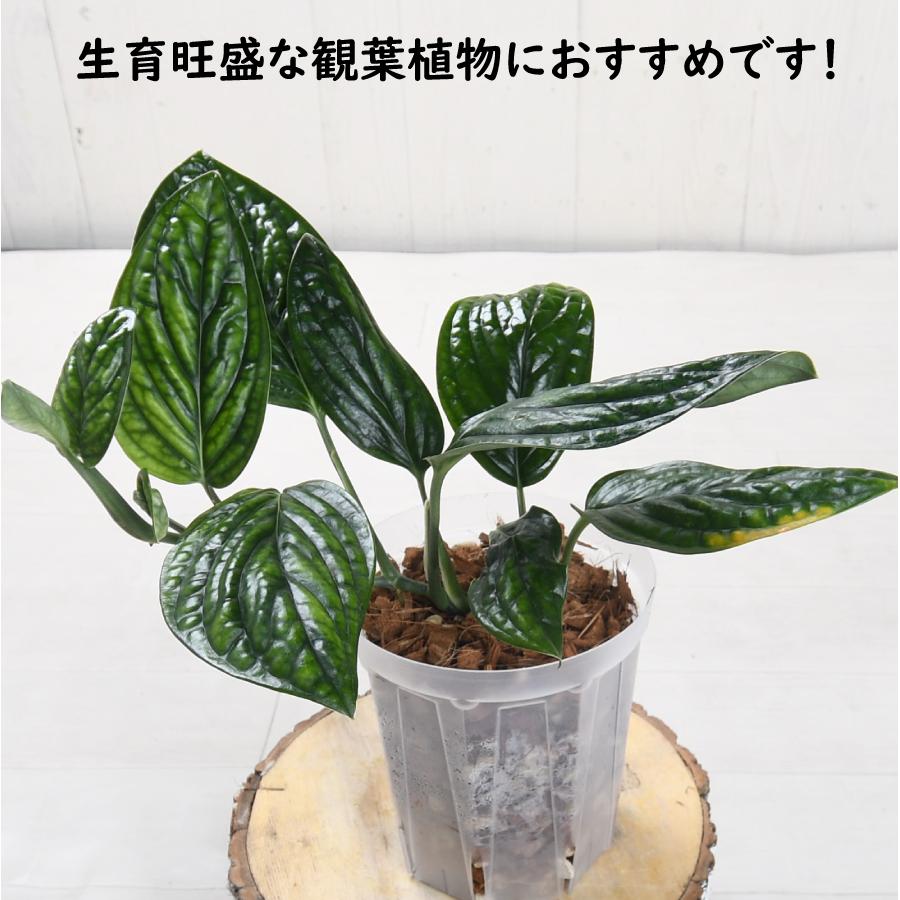 吉本花城園 ねこチップ（Lサイズ） 10リットル 【送料無料】観葉植物が