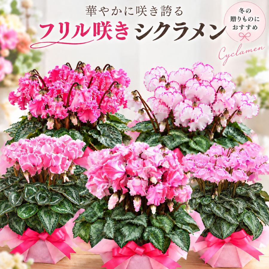 吉本花城園 【予約品】 シクラメン フリル咲き 5号鉢植え 選べる品種