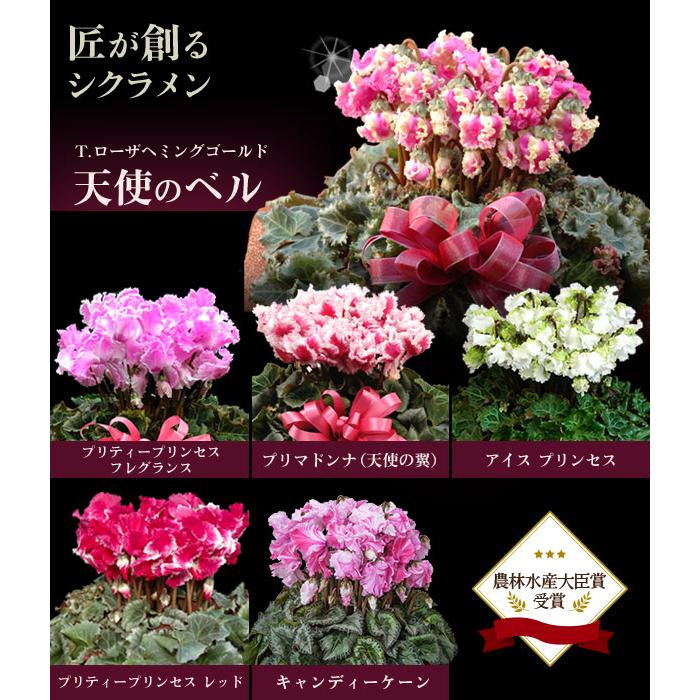 農林水産大臣賞受賞の匠のシクラメン 鉢植え ギフト 選べる6品種 花の お歳暮 クリスマス フラワーギフト｜kajoen｜02