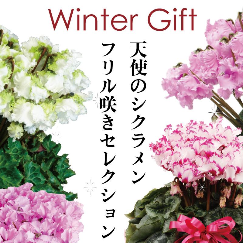 吉本花城園 シクラメン 5号鉢 冬の花ギフトにおすすめ フリル系