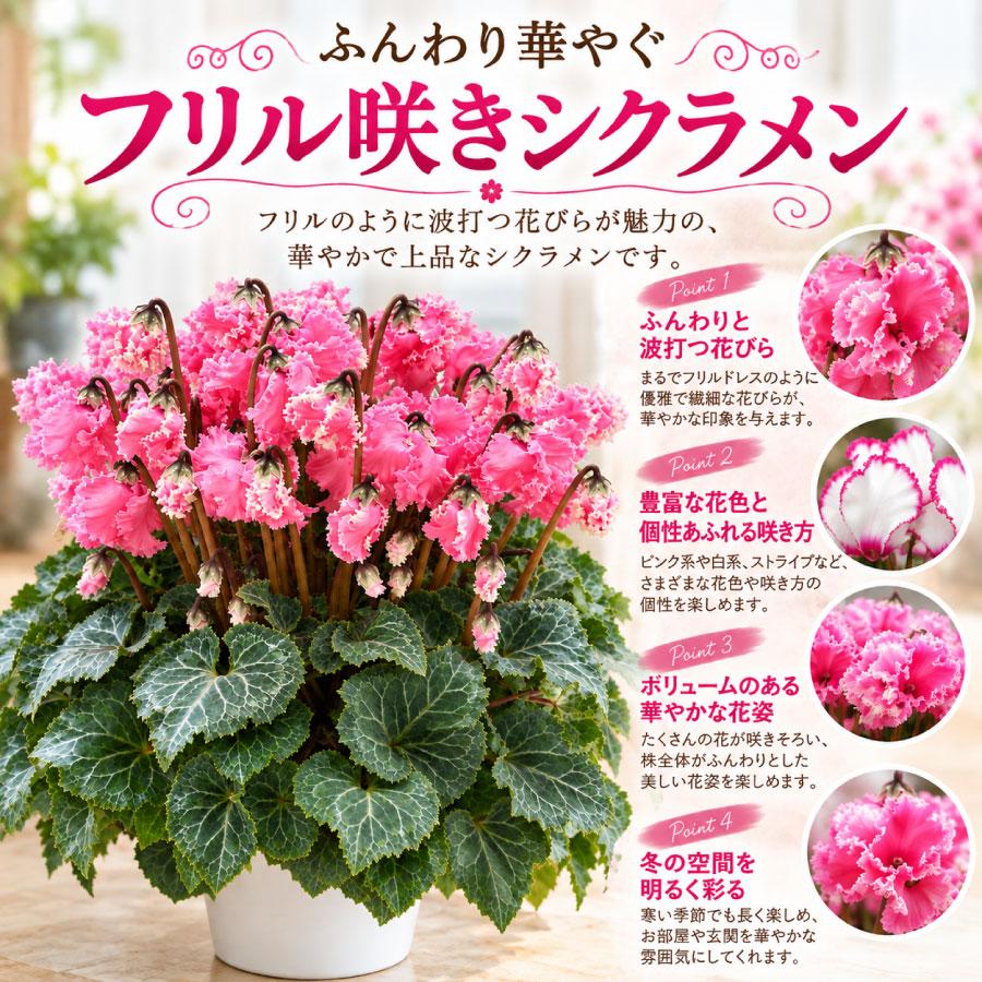 吉本花城園 【予約品】 シクラメン フリル咲き 5号鉢植え 選べる品種