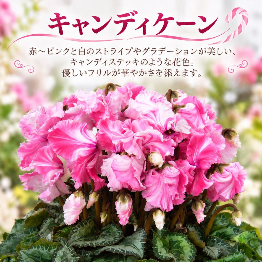 吉本花城園 【予約品】 シクラメン フリル咲き 5号鉢植え 選べる品種