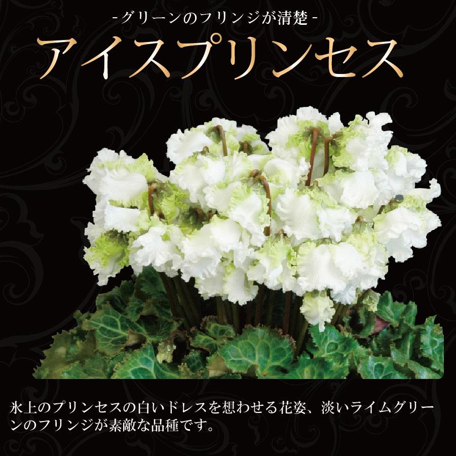 農林水産大臣賞受賞の匠のシクラメン 鉢植え ギフト 選べる6品種 花の お歳暮 クリスマス フラワーギフト｜kajoen｜08