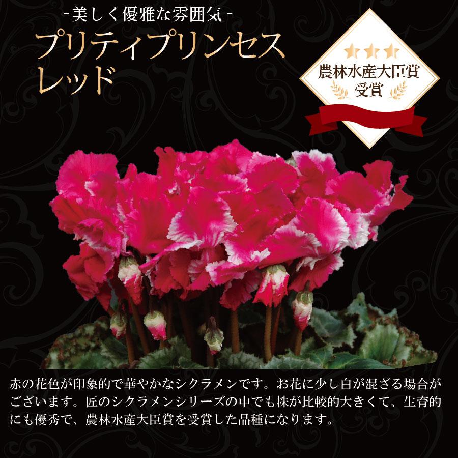 農林水産大臣賞受賞の匠のシクラメン 鉢植え ギフト 選べる6品種 花の お歳暮 クリスマス フラワーギフト｜kajoen｜09