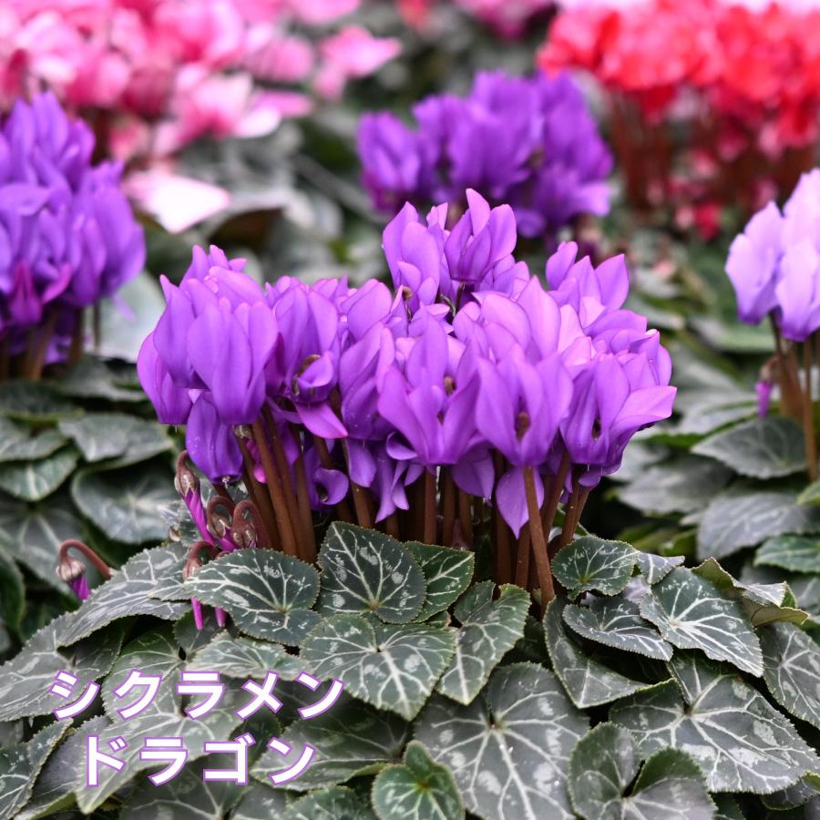 吉本花城園 新入荷！ブルー シクラメン ドラゴン 5号鉢 ディープブルー