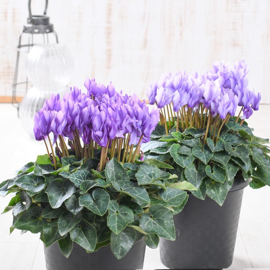 花苗　シクラメン　ドラゴン　ライトブルー　　ディープブルー　５号　２鉢セット 吉本花城園 新入荷！ブルー シクラメン ドラゴン 5号鉢 ディープブルー