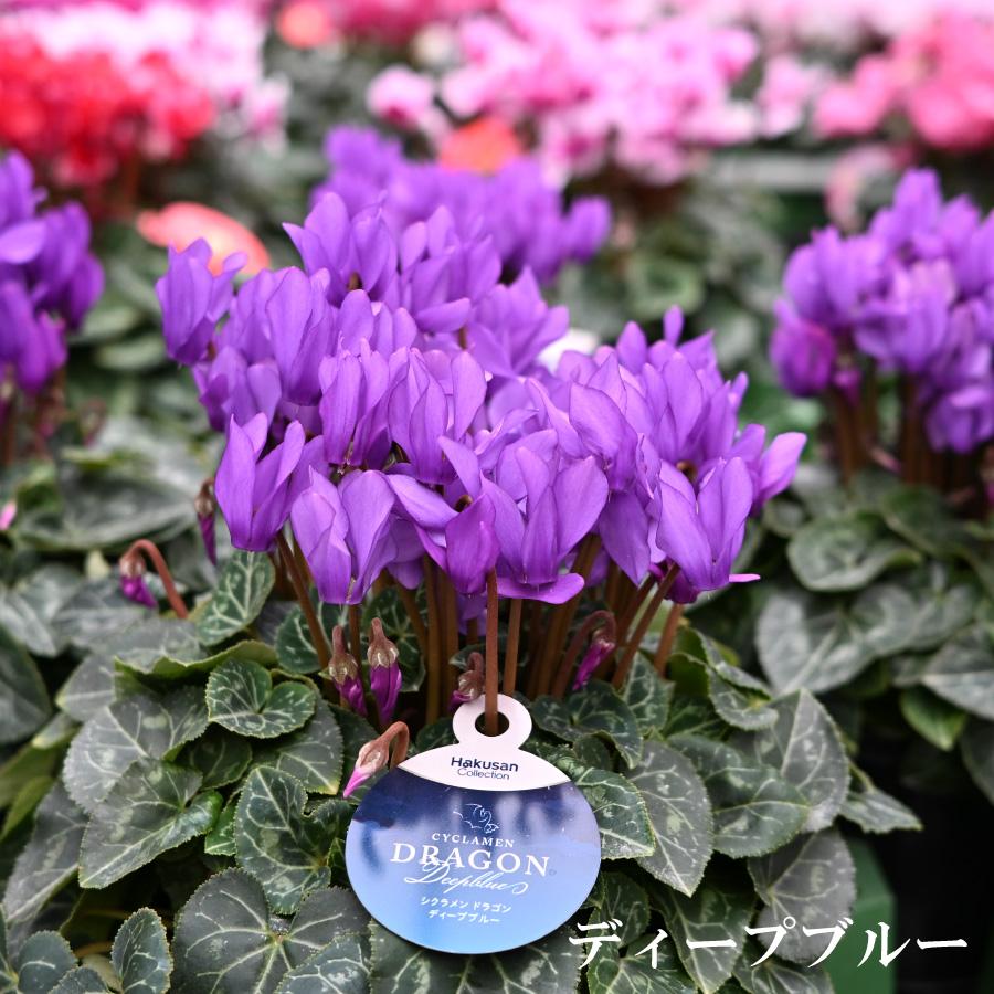 花苗　シクラメン　ドラゴン　ライトブルー　　ディープブルー　５号　２鉢セット 花苗 シクラメン ドラゴン ライトブルー ディープブルー 5号 2鉢