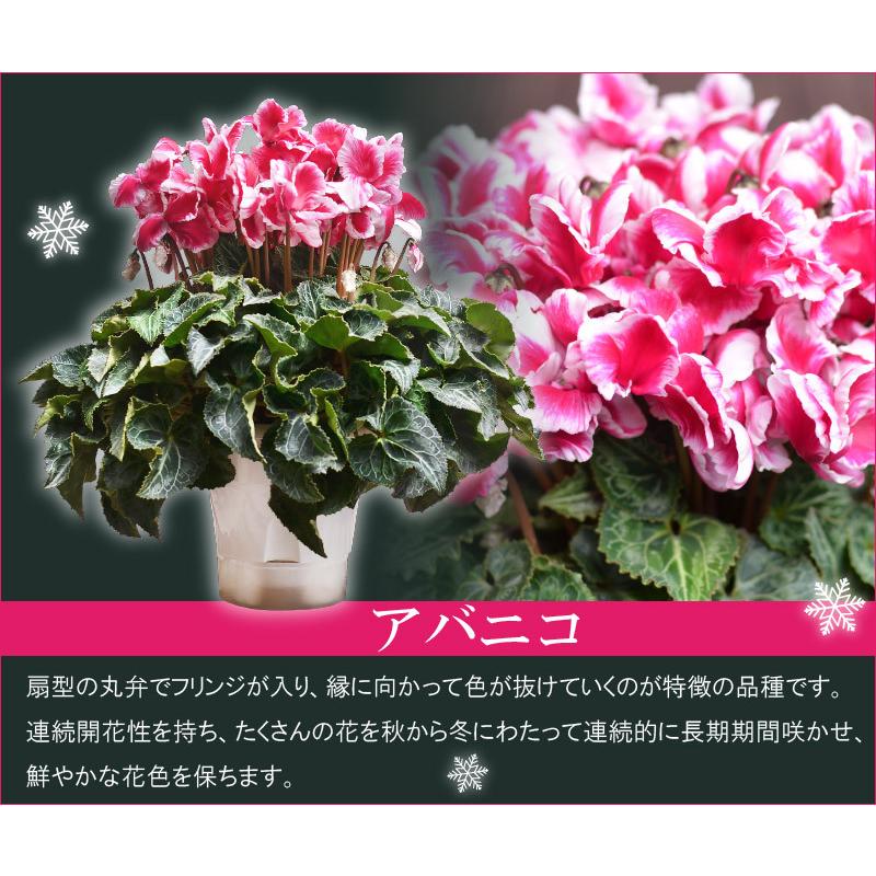 シクラメン 鉢植えギフト 5号鉢 選べる8品種 花の ギフト お歳暮 クリスマス 誕生日 プレゼント フラワーギフト Oseibo5 Fleurtown吉本花城園 通販 Yahoo ショッピング