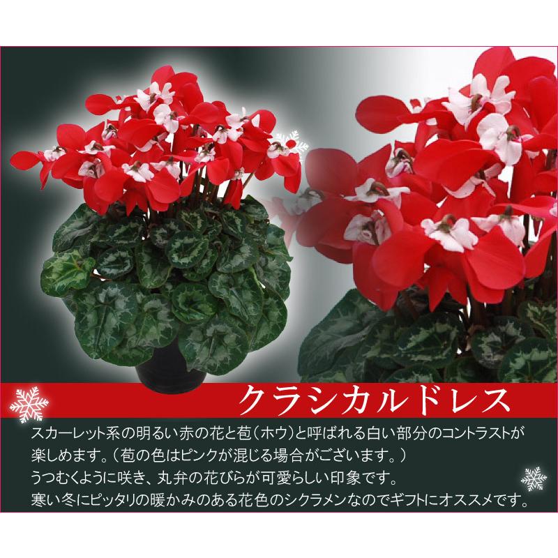 シクラメン 鉢植えギフト 5号鉢 選べる8品種 花の ギフト お歳暮 クリスマス 誕生日 プレゼント フラワーギフト Oseibo5 Fleurtown吉本花城園 通販 Yahoo ショッピング