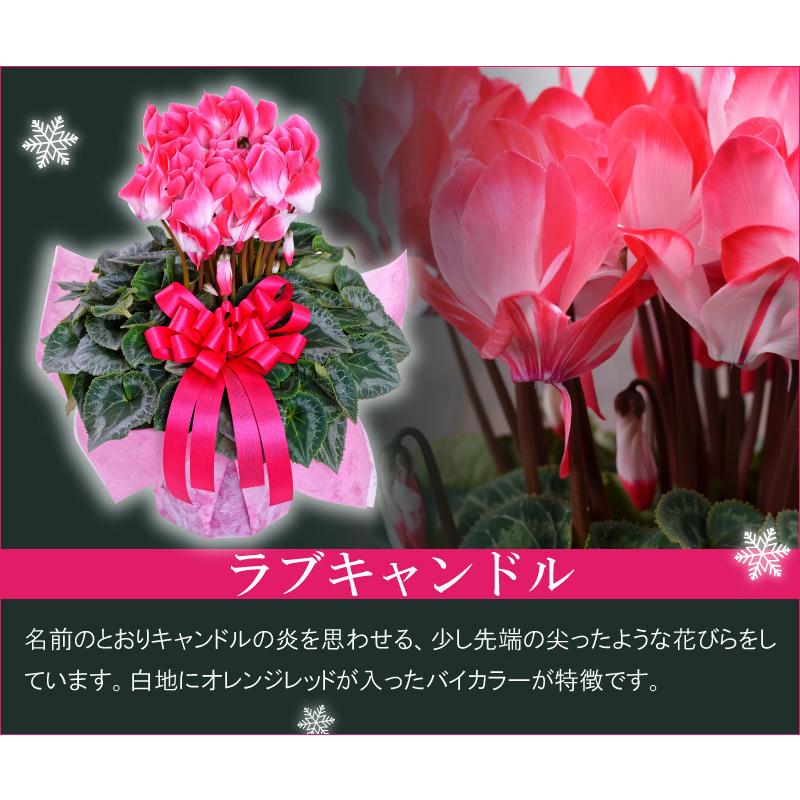 シクラメン 鉢植えギフト 5号鉢 選べる8品種 花の ギフト お歳暮 クリスマス 誕生日 プレゼント フラワーギフト Oseibo5 Fleurtown吉本花城園 通販 Yahoo ショッピング