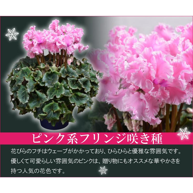 シクラメン 鉢植えギフト 5号鉢 選べる8品種 花の ギフト お歳暮 クリスマス 誕生日 プレゼント フラワーギフト Oseibo5 Fleurtown吉本花城園 通販 Yahoo ショッピング