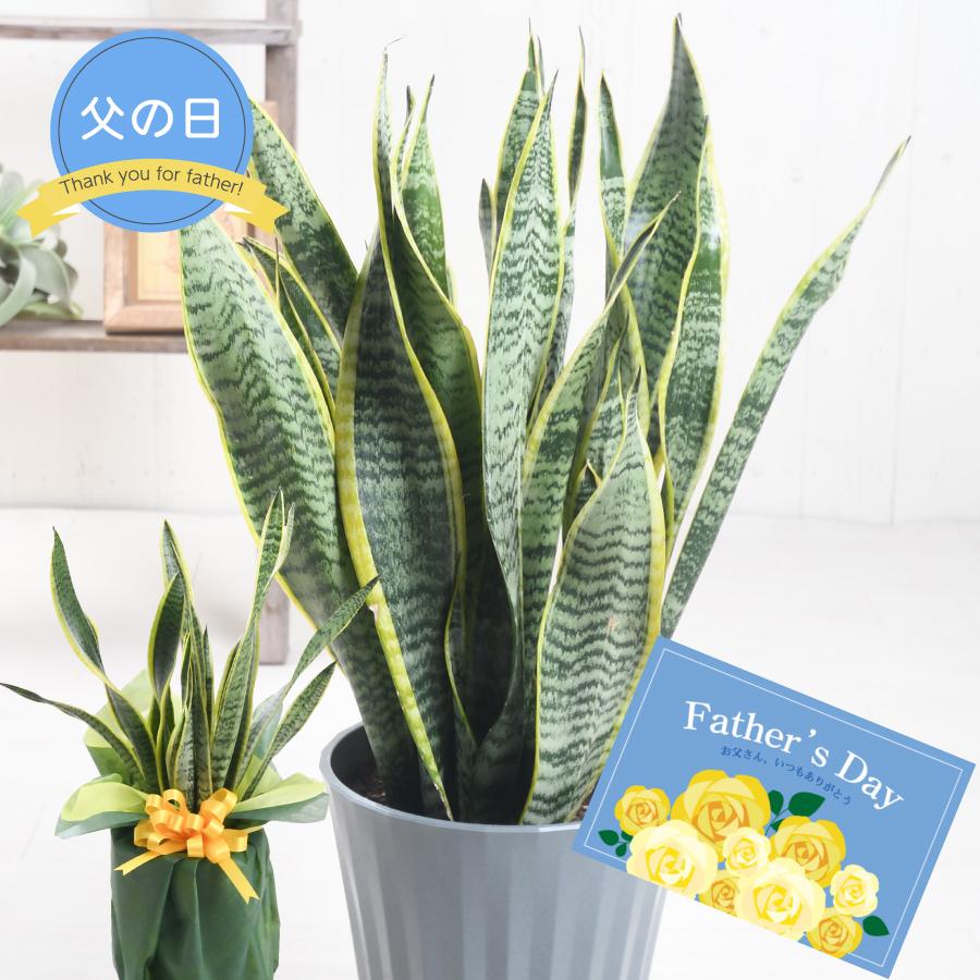 父の日 ギフト プレゼント 観葉植物 サンスベリア鉢植え 6号鉢 受皿付