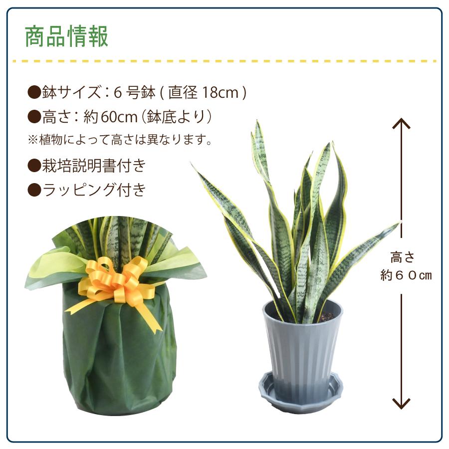 爆買 遅れてゴメンね 父の日 ギフト プレゼント 観葉植物 サンスベリア