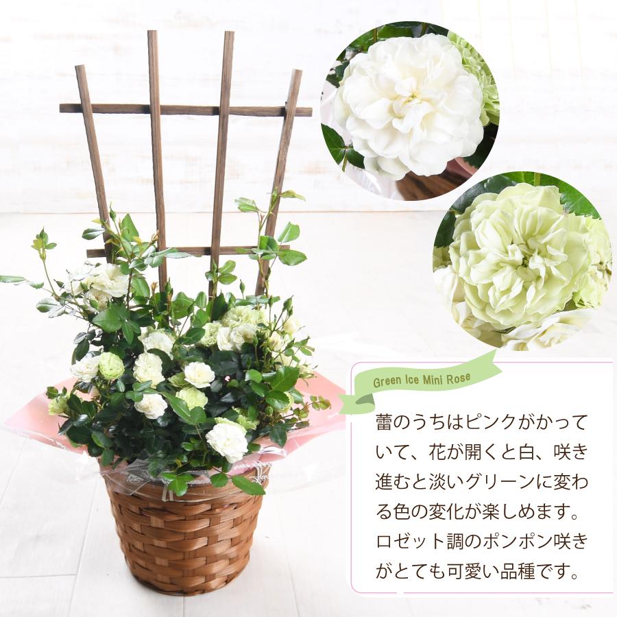 父の日 ギフト プレゼント バラ グリーンアイス 6号 鉢植え 薔薇 植物