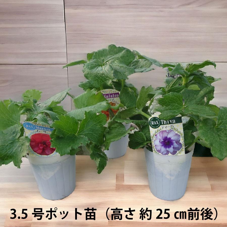 吉本花城園 ラナンキュラス ラックス 3.5号ポット苗 蕾付き アウラ