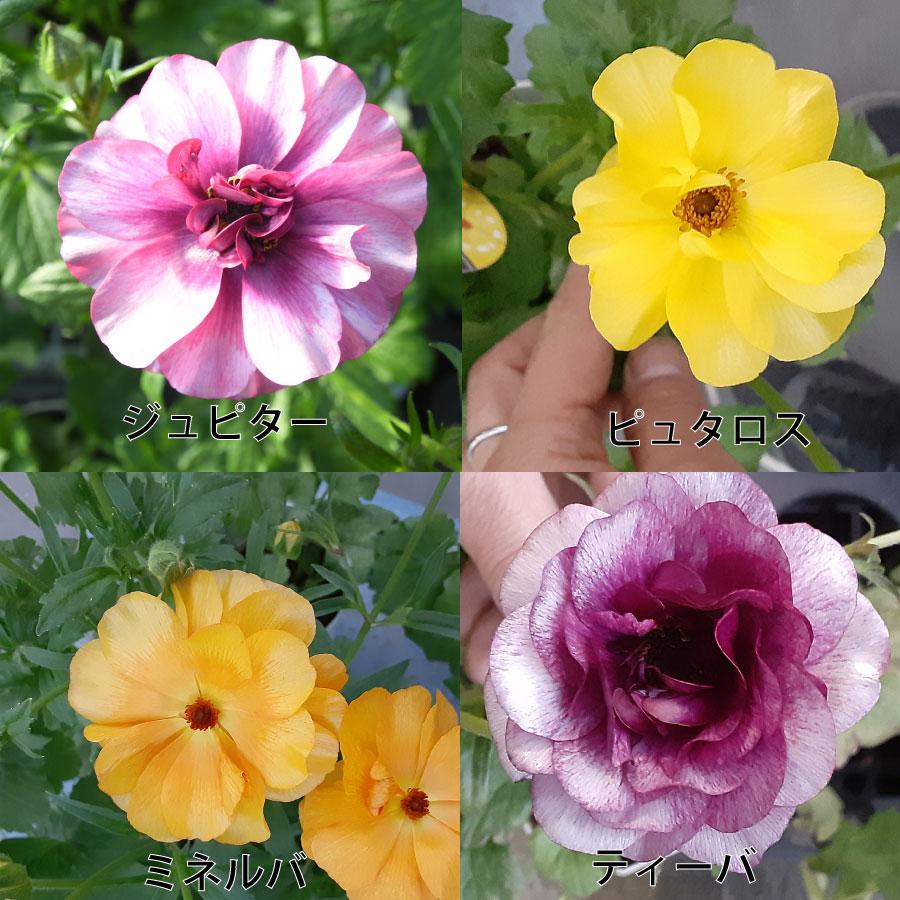吉本花城園 ラナンキュラス ラックス 3.5号ポット苗 蕾付き アウラ