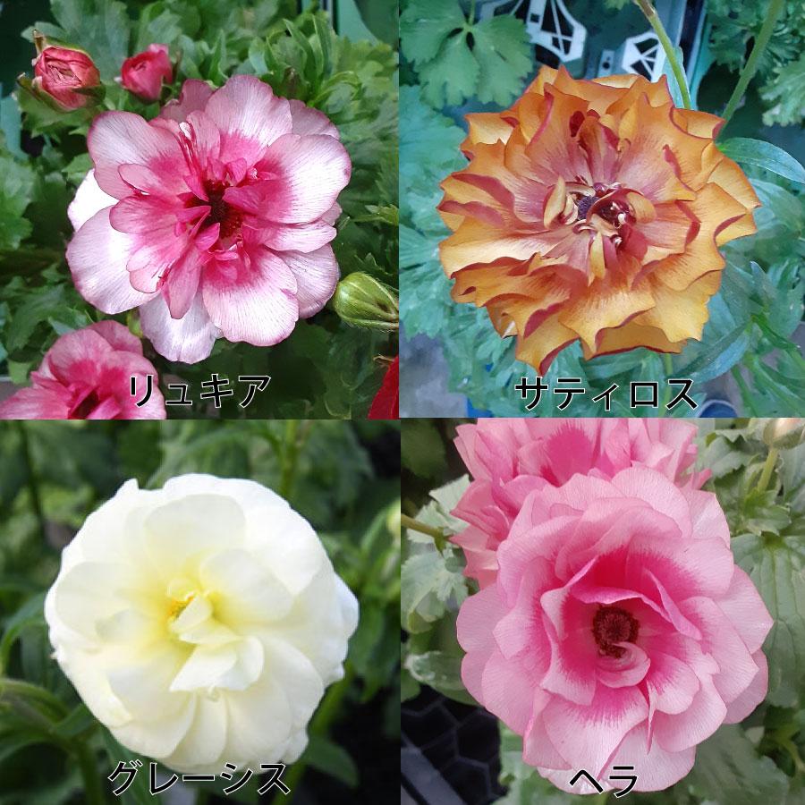 吉本花城園 ラナンキュラス ラックス 3.5号ポット苗 蕾付き アウラ