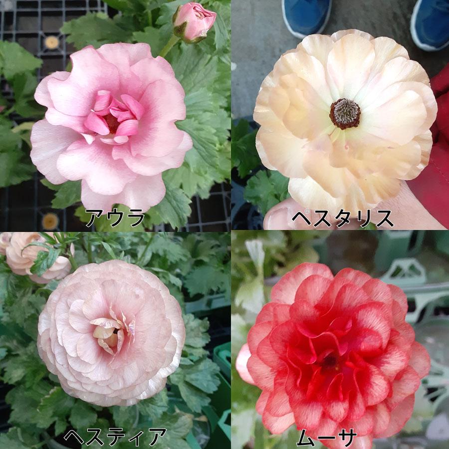 吉本花城園 ラナンキュラス ラックス 3.5号ポット苗 蕾付き アウラ