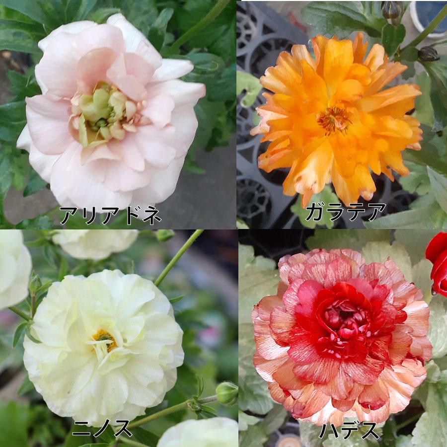 吉本花城園 ラナンキュラス ラックス 3.5号ポット苗 蕾付き アウラ