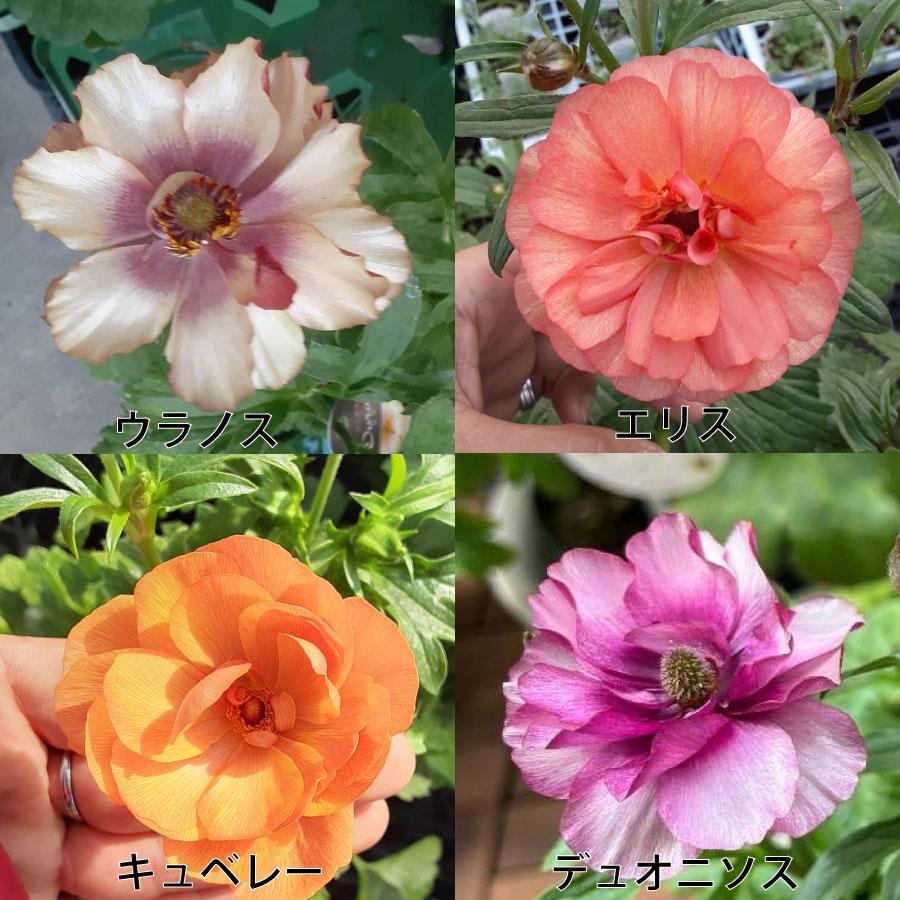 吉本花城園 ラナンキュラス ラックス 3.5号ポット苗 蕾付き アウラ