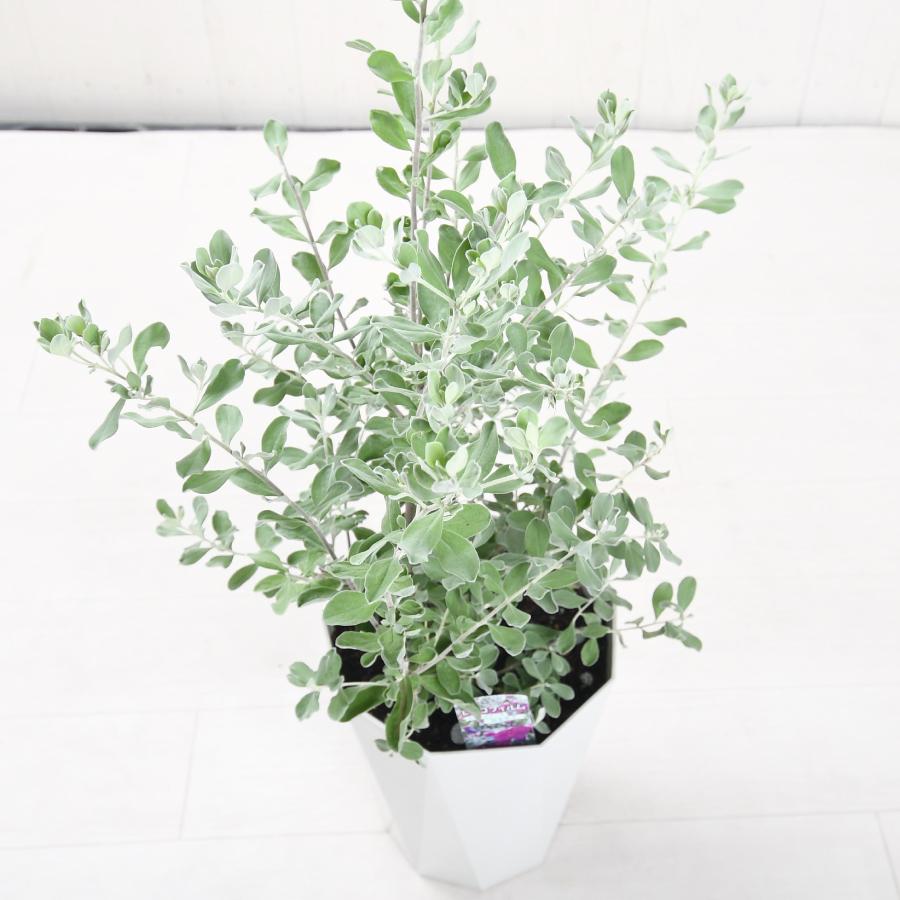 吉本花城園 レウコフィルム 6号鉢 綺麗な紫花が魅力 シルバーリーフが