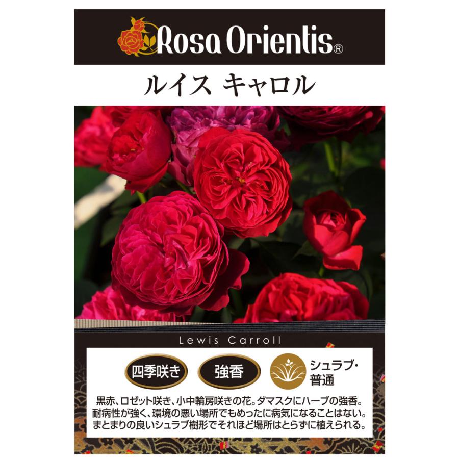 吉本花城園 特選 バラ苗 ルイス・キャロル ルイスキャロル ロサ