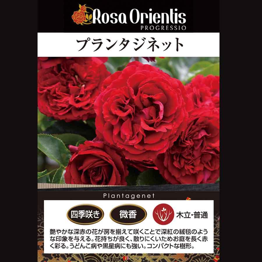 吉本花城園 特選 バラ苗 プランタジネット ロサオリエンティス