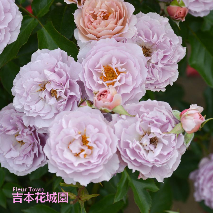 吉本花城園 特選 バラ苗 シャーウッド ロサオリエンティス