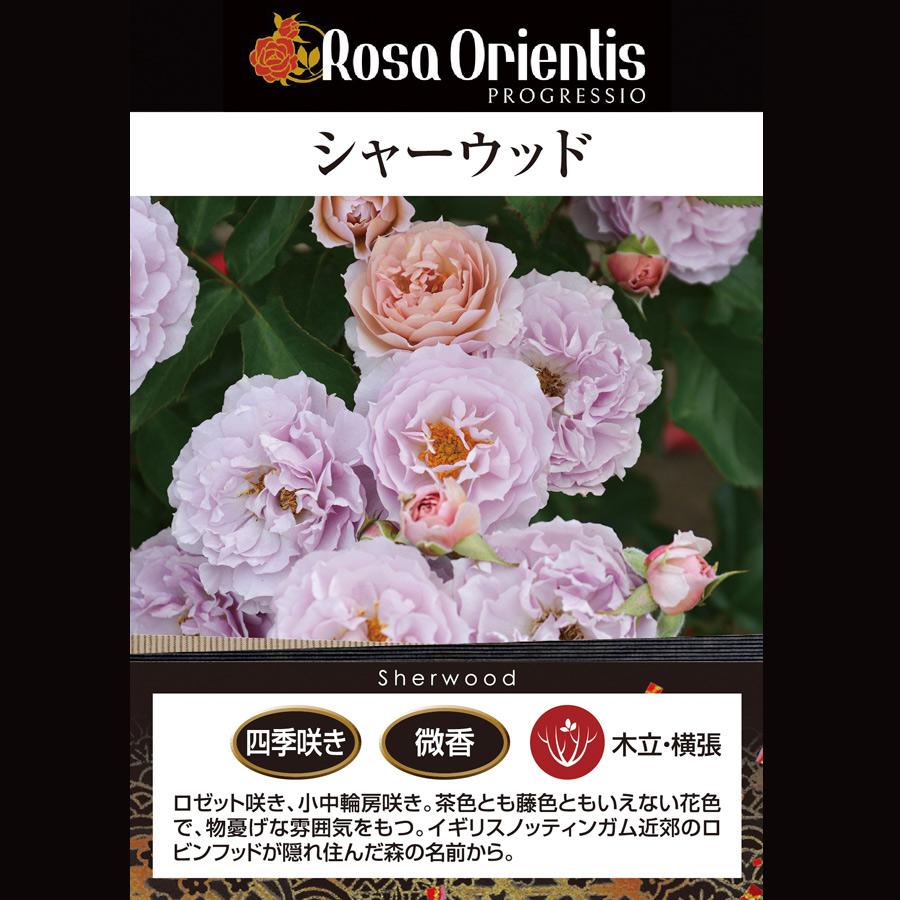 人気品種＆憧れの名花＆切花高評価の名品種・四季咲きバラ苗◎ジュ* 吉本花城園 特選 バラ苗 シャーウッド ロサオリエンティス