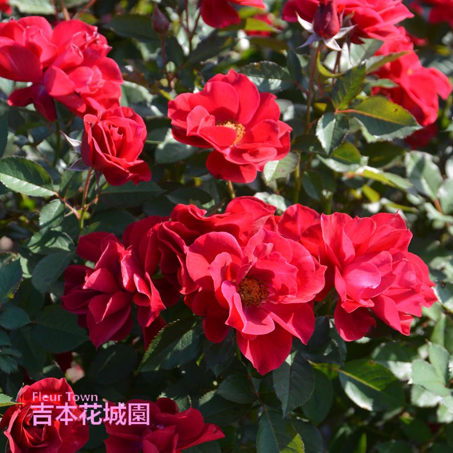 吉本花城園 特選 バラ苗 風姿花伝 紅 くれない ロサオリエンティス