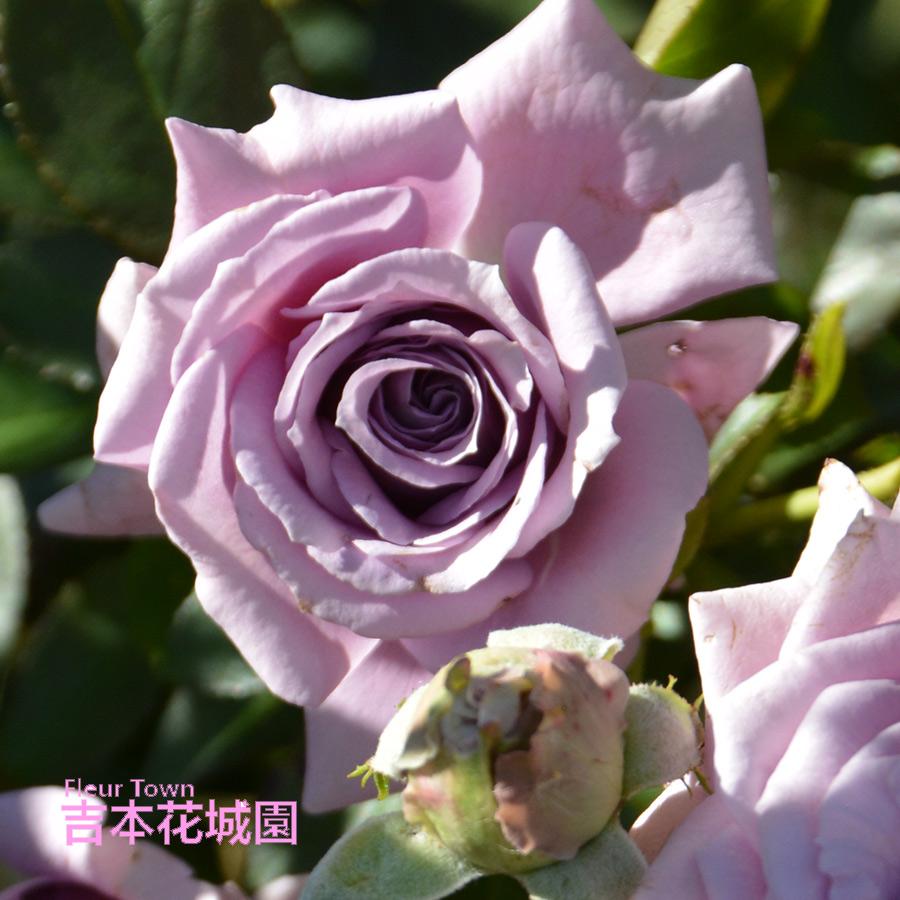 吉本花城園 特選 バラ苗 リリエンタール ロサオリエンティス