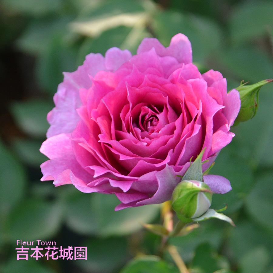 吉本花城園 爆買 特選 バラ苗 シェエラザード ロサオリエンティス