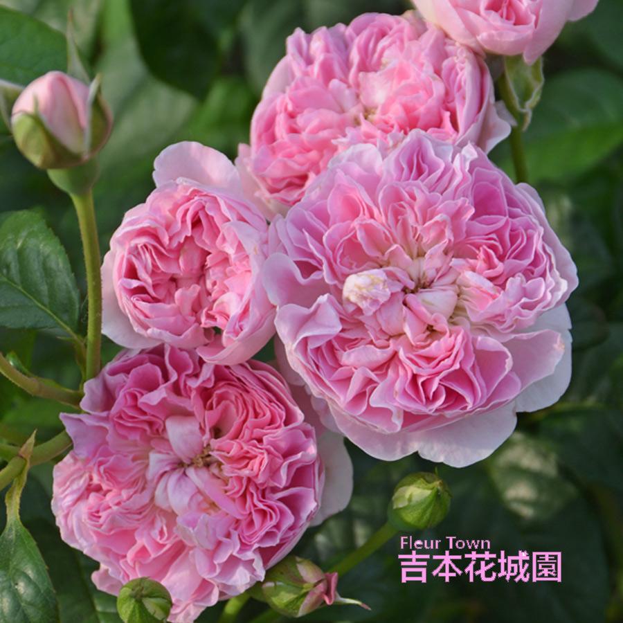 吉本花城園 特選 バラ苗 シャンペトル ロサオリエンティス 繰り返し