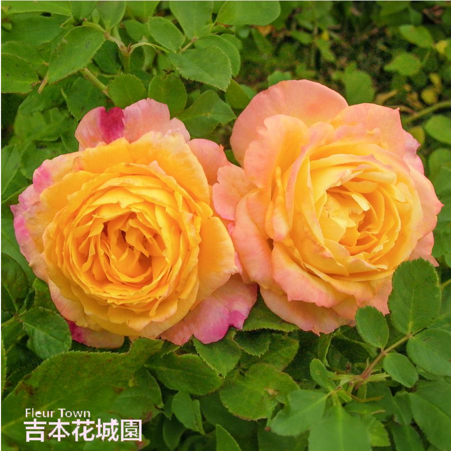 吉本花城園 バラ苗 トロピカルシャーベット フロリバンダ ローズ 黄色